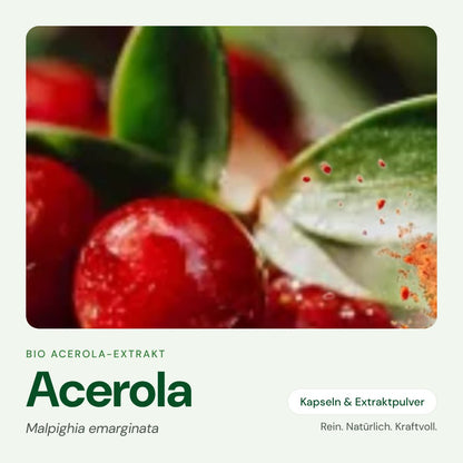 Bio Acerola-Extrakt von OnlinePilze