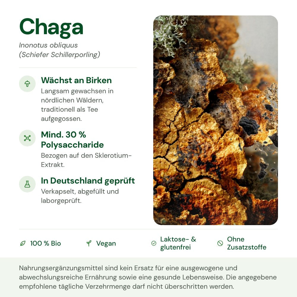 Chaga: Herkunft, Polysaccharide und Qualität auf einen Blick