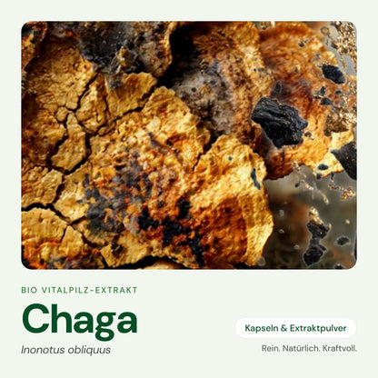 Chaga – Bio Vitalpilz-Extrakt von OnlinePilze