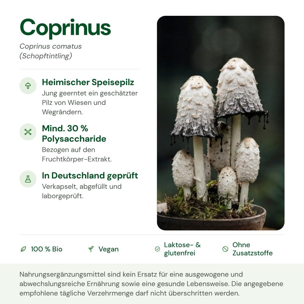 Coprinus: Herkunft, Polysaccharide und Qualität auf einen Blick