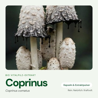 Coprinus – Bio Vitalpilz-Extrakt von OnlinePilze