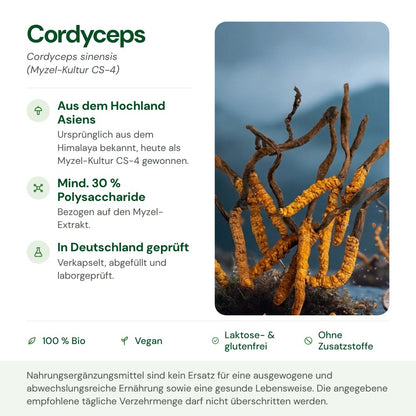 Cordyceps: Herkunft, Polysaccharide und Qualität auf einen Blick