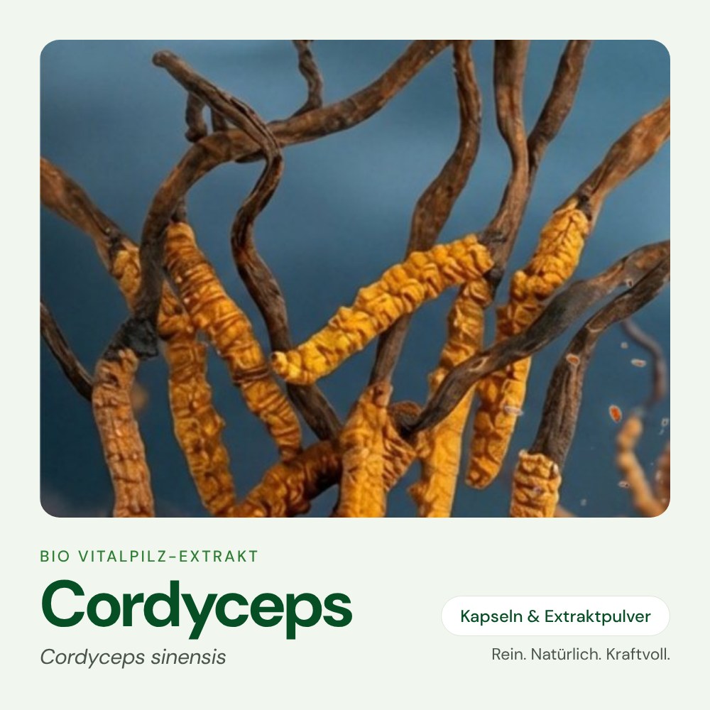 Cordyceps – Bio Vitalpilz-Extrakt von OnlinePilze