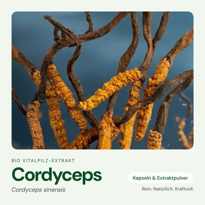 Cordyceps – Bio Vitalpilz-Extrakt von OnlinePilze