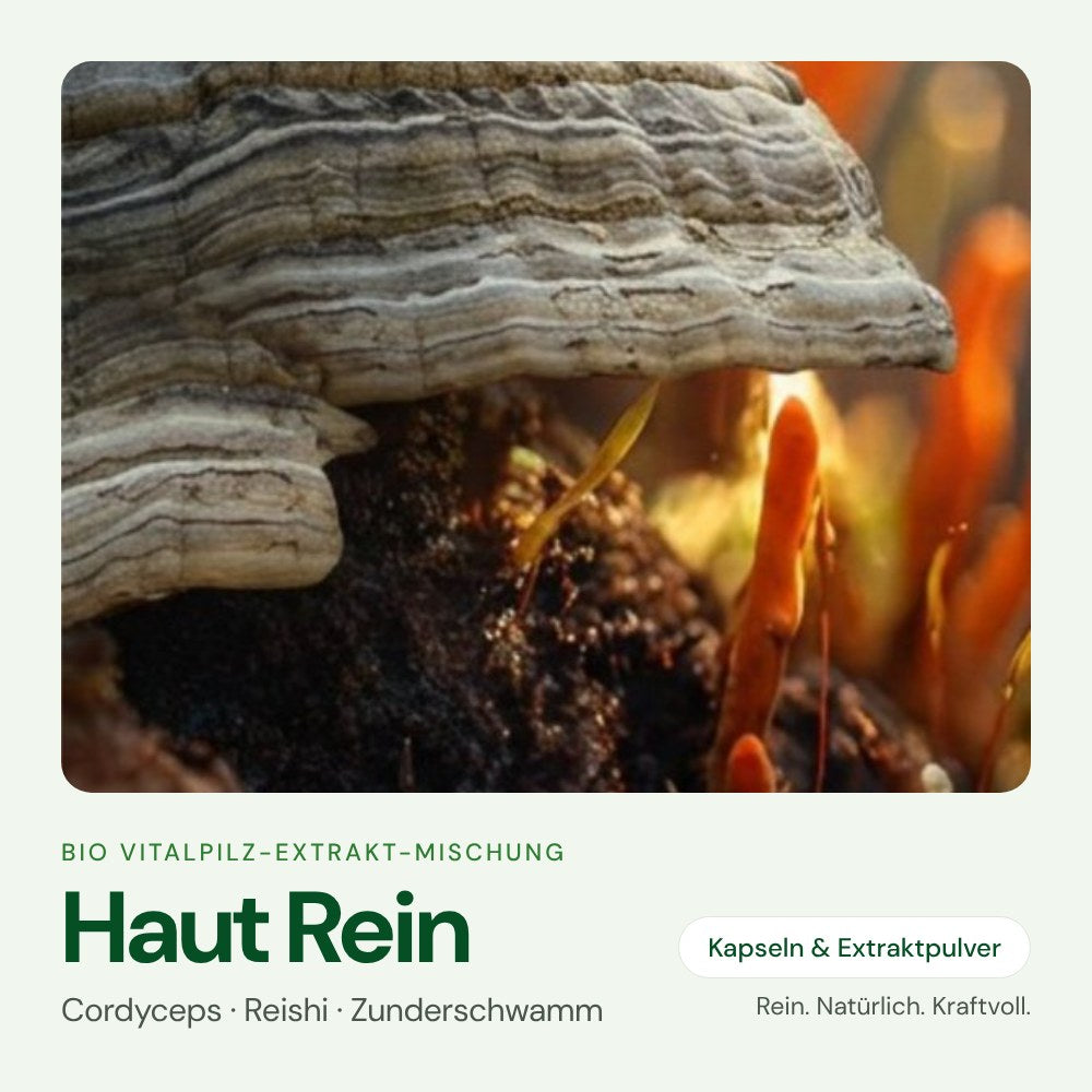 Haut Rein – Bio Vitalpilz-Extrakt von OnlinePilze