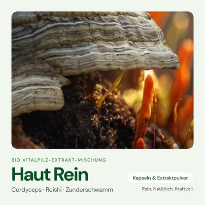 Haut Rein – Bio Vitalpilz-Extrakt von OnlinePilze
