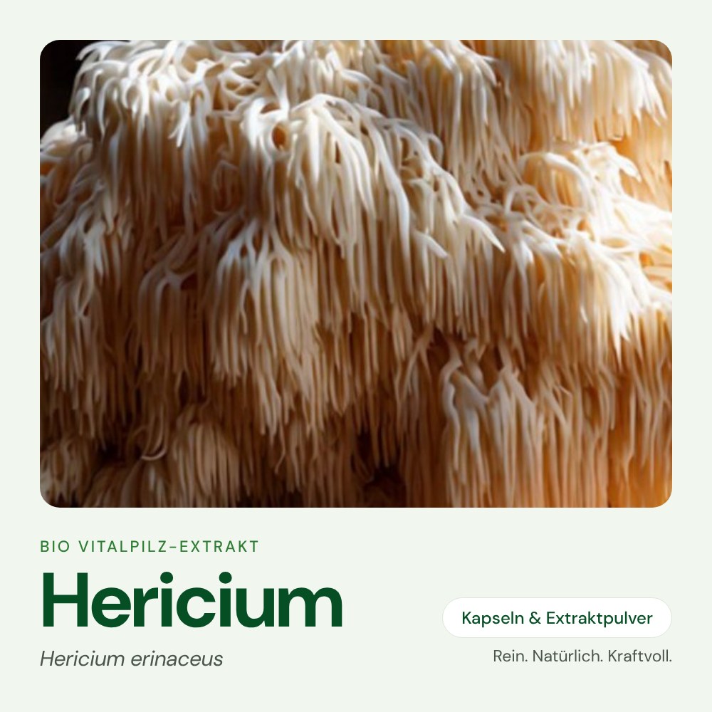Hericium – Bio Vitalpilz-Extrakt von OnlinePilze