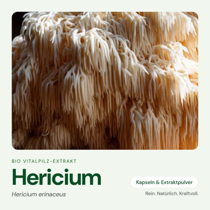 Hericium – Bio Vitalpilz-Extrakt von OnlinePilze
