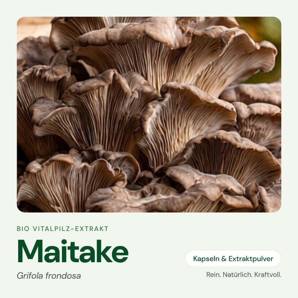 Maitake – Bio Vitalpilz-Extrakt von OnlinePilze