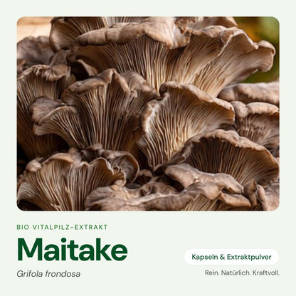 Maitake – Bio Vitalpilz-Extrakt von OnlinePilze