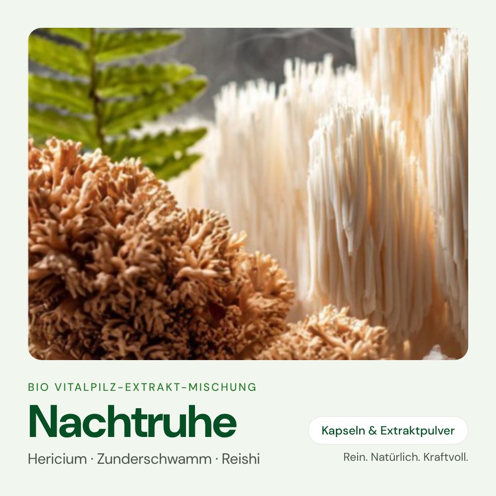Nachtruhe – Bio Vitalpilz-Extrakt von OnlinePilze