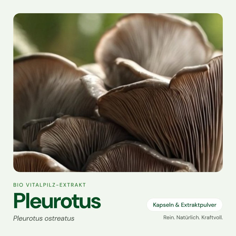Pleurotus – Bio Vitalpilz-Extrakt von OnlinePilze