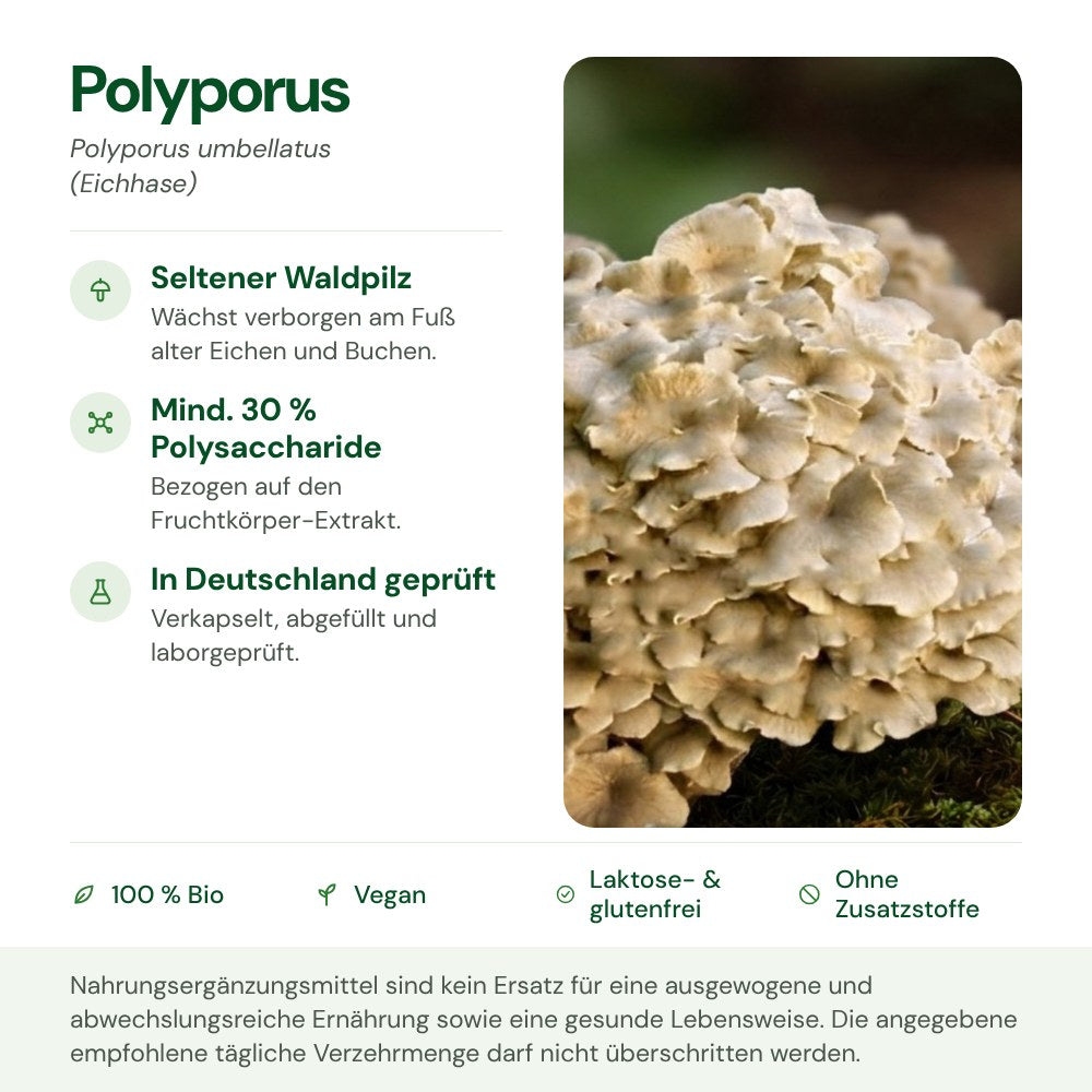 Polyporus: Herkunft, Polysaccharide und Qualität auf einen Blick