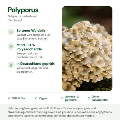 Polyporus: Herkunft, Polysaccharide und Qualität auf einen Blick