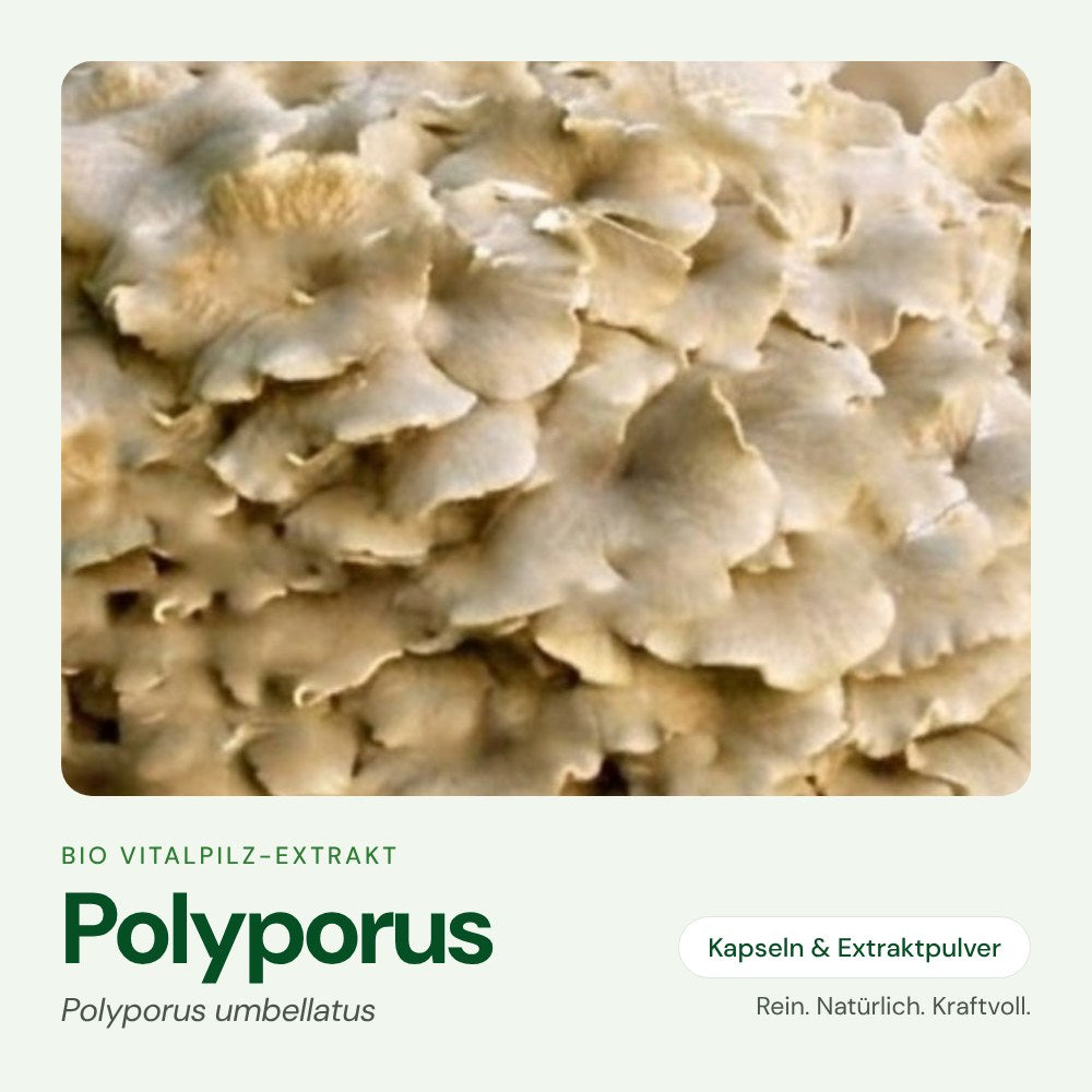 Polyporus – Bio Vitalpilz-Extrakt von OnlinePilze