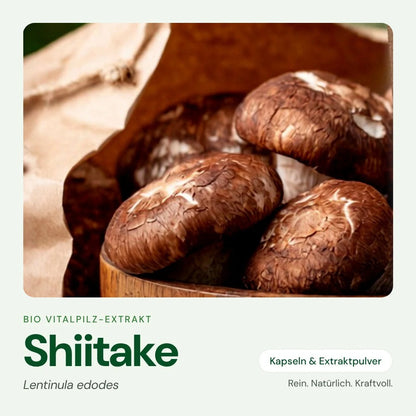 Shiitake – Bio Vitalpilz-Extrakt von OnlinePilze