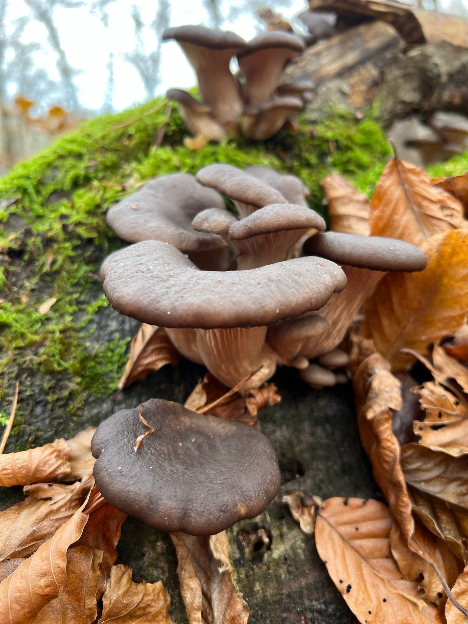 Pleurotus ostreatus Vitalpilz Extrakt BIO | Austernpilz - Onlinepilze