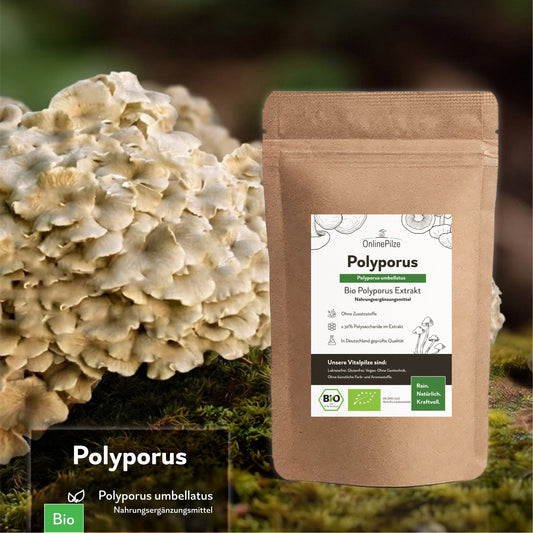 "Polyporus" Bio Vitalpilz Extrakt – Leichtgefühl & Balance - Onlinepilze