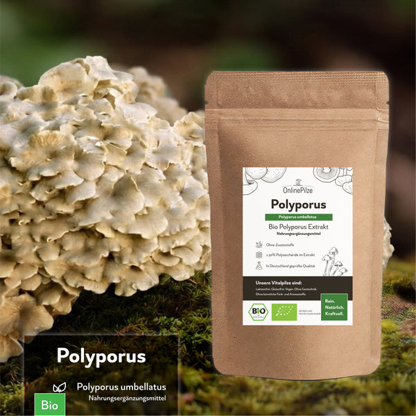 "Polyporus" Bio Vitalpilz Extrakt – Leichtgefühl & Balance - OnlinePilze